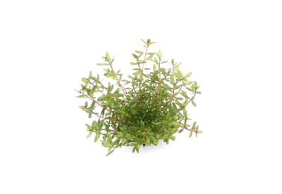 Rotala rotundifolia 'Laos'