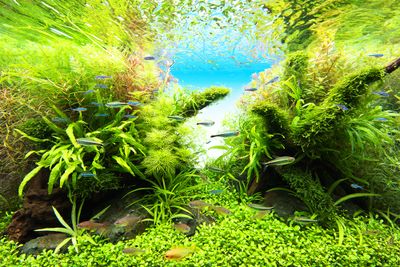 ADA Aquasky RGB II 60