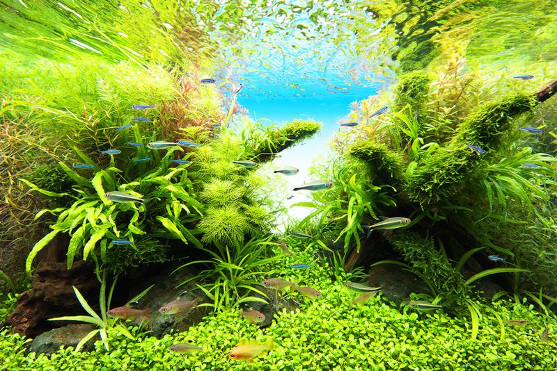 ADA Aquasky RGB II 60