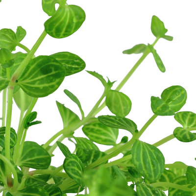 Lindernia rotundifolia