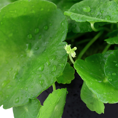 Hydrocotyle verticillata