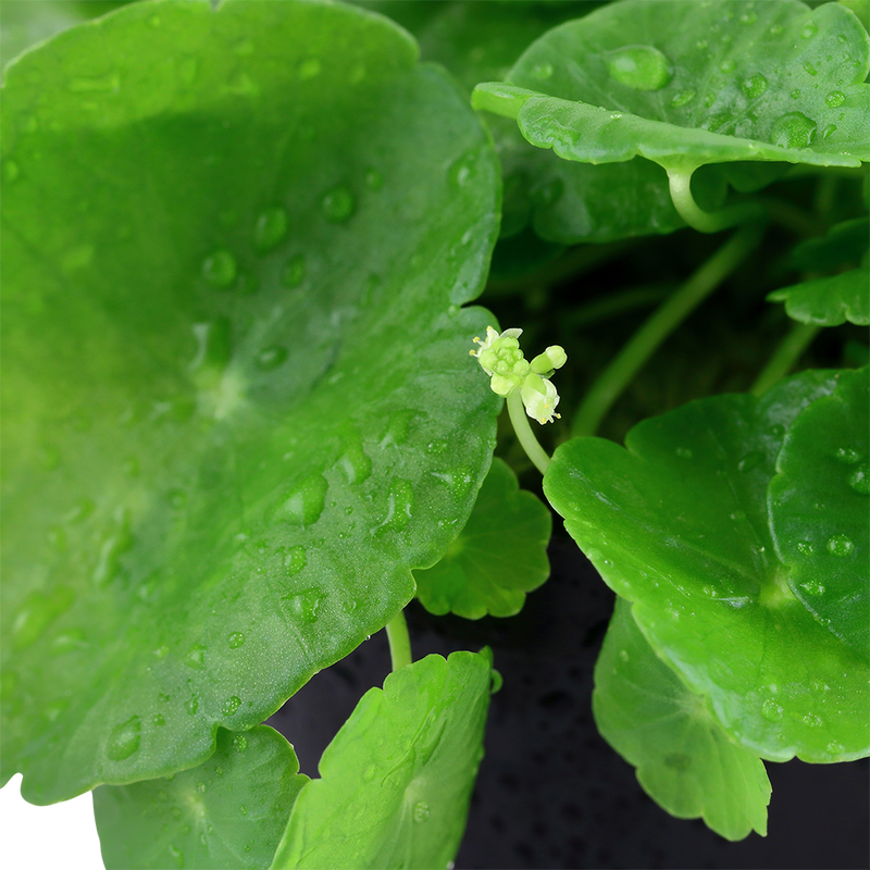 Hydrocotyle verticillata