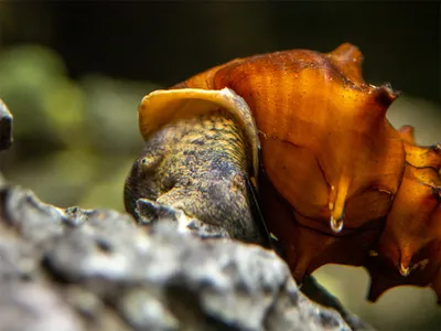 Pagoda-Snail-10-Small_1800x1800