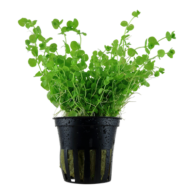 Micranthemum umbrosum