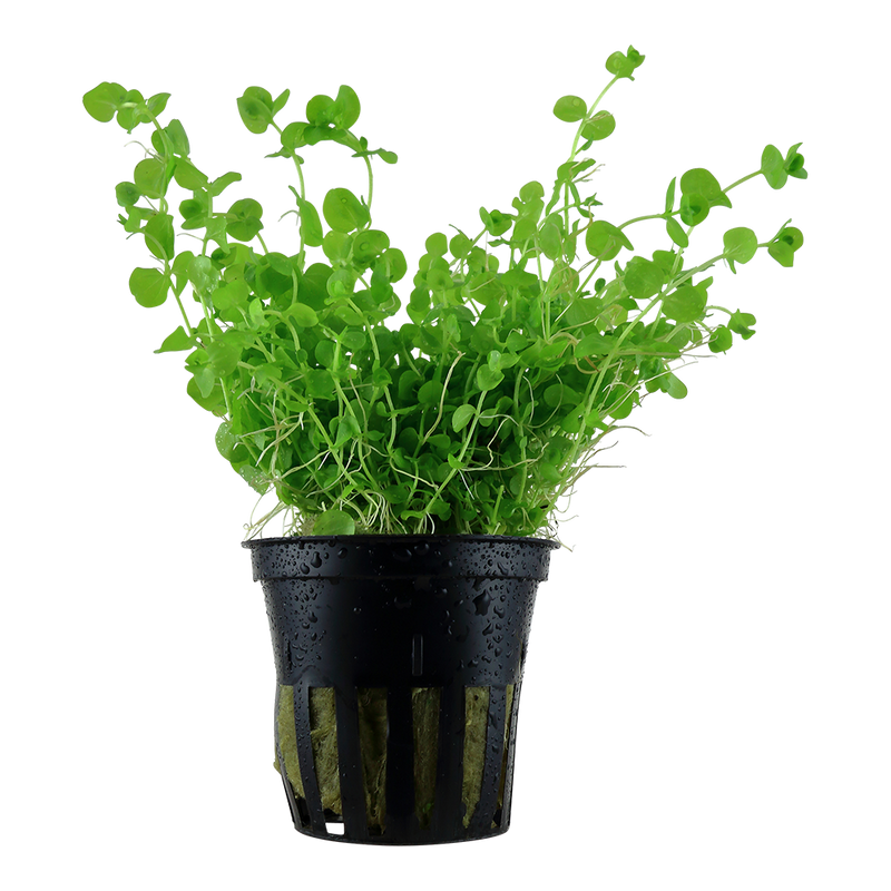 Micranthemum umbrosum