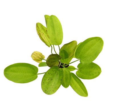 Echinodorus Dschungelstar No. 9 'Spotted Harbich'