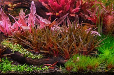 2Hr - 2hr Aquarist APT "EI"