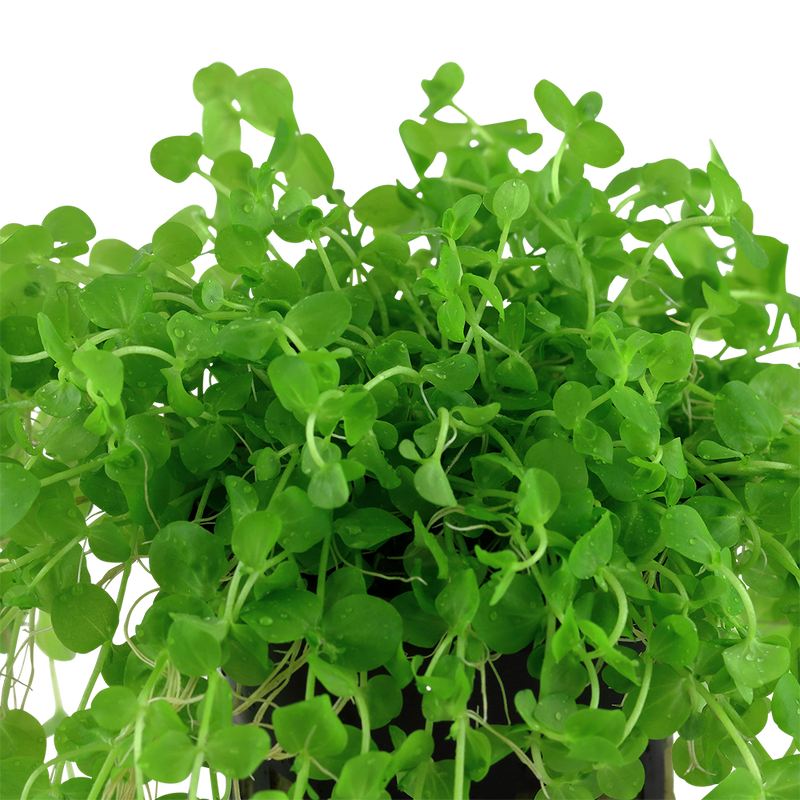 Micranthemum umbrosum