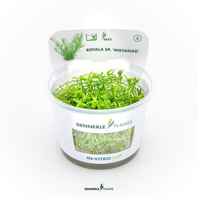 Rotala sp. ´Wayanad´ In-Vitro
