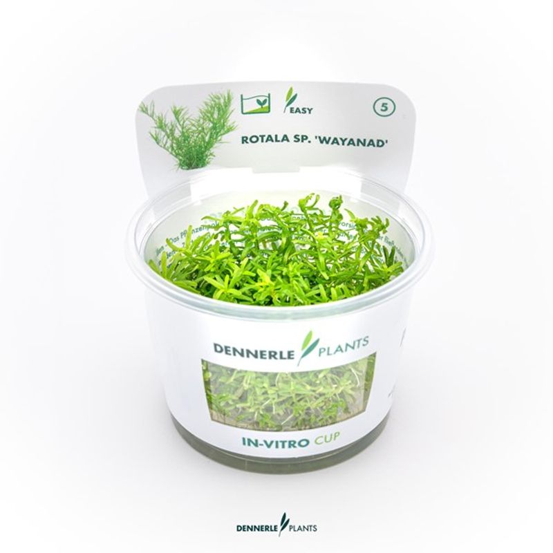 Rotala sp. ´Wayanad´ In-Vitro