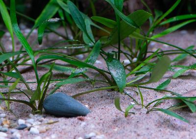 cryptocoryne_lucens_D8E2204_michael_persson-768x548