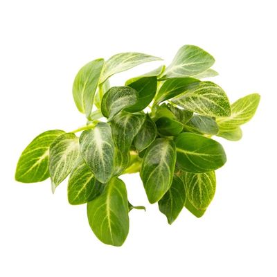 Anubias barteri var. nana 'Stardust'