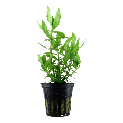 Hygrophila polysperma