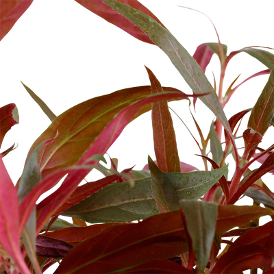 Alternanthera reineckii 'Rosaefolia' ('Pink') XL
