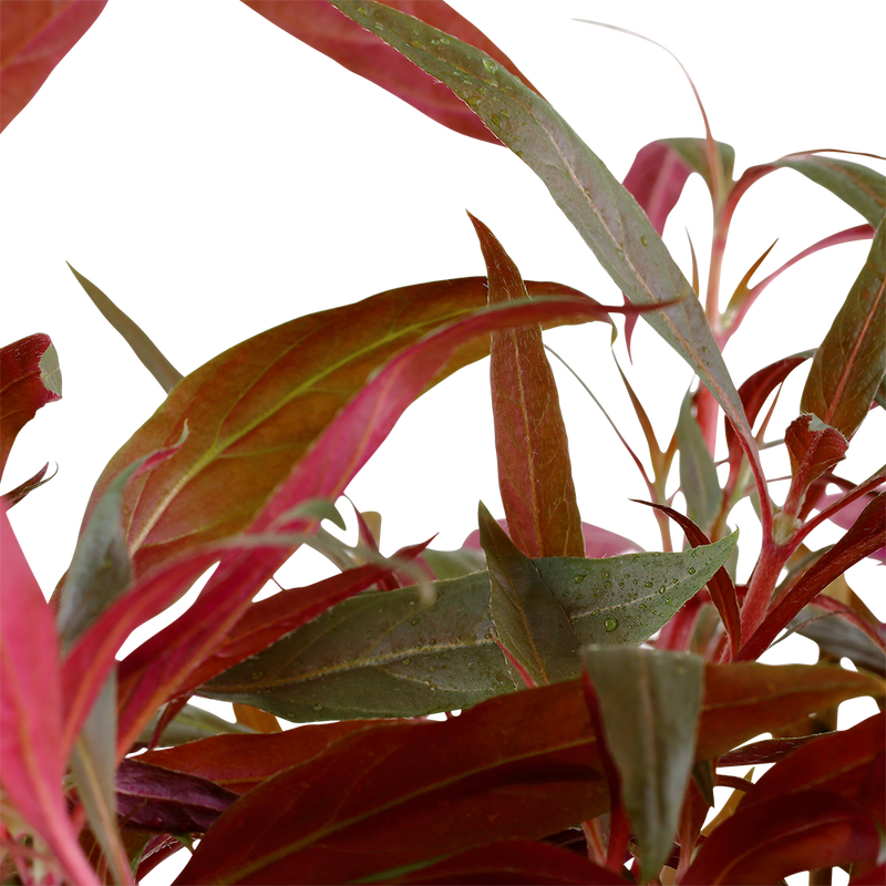 Alternanthera reineckii 'Rosaefolia' ('Pink') XL