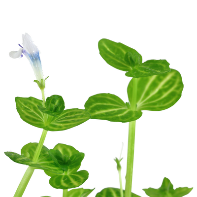 Lindernia rotundifolia