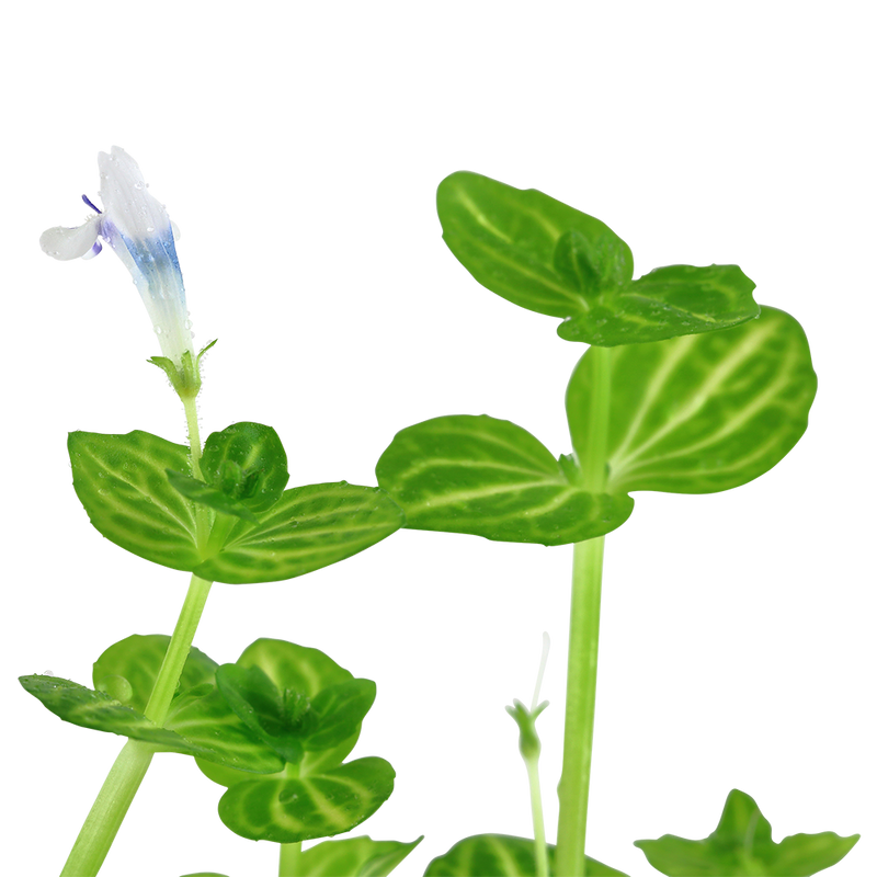 Lindernia rotundifolia