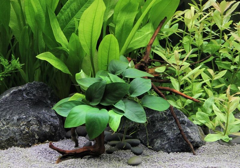 Anubias nana Spiderwood