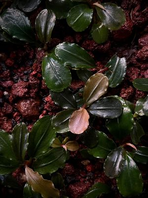 Bucephalandra 'Neo Color' - Signature Edition