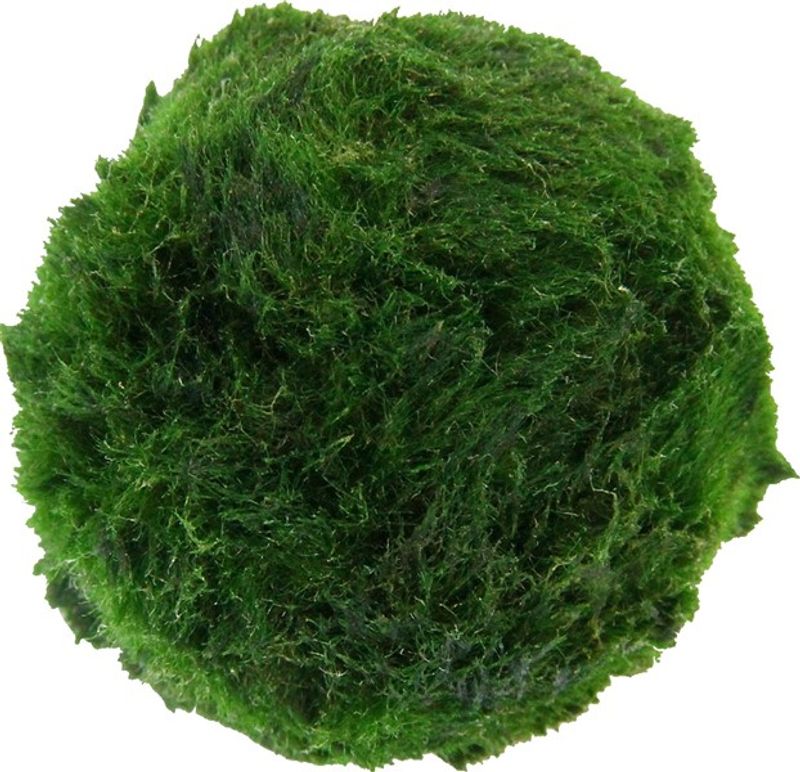 Aegagropila Linnaei Superballs 3st