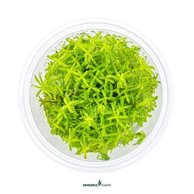 Rotala sp. ´Wayanad´ In-Vitro