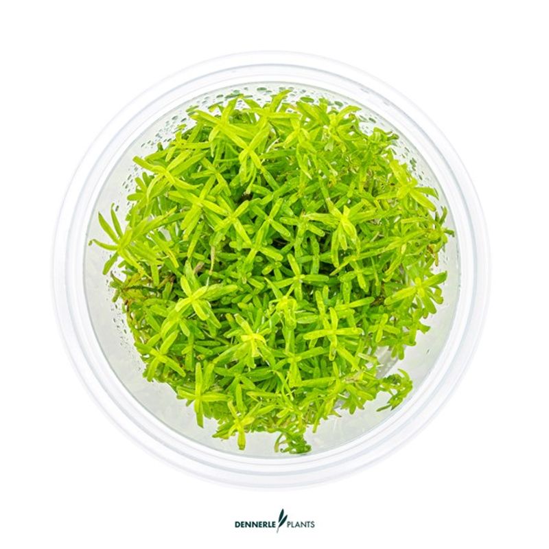 Rotala sp. ´Wayanad´ In-Vitro
