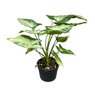 Syngonium sp.