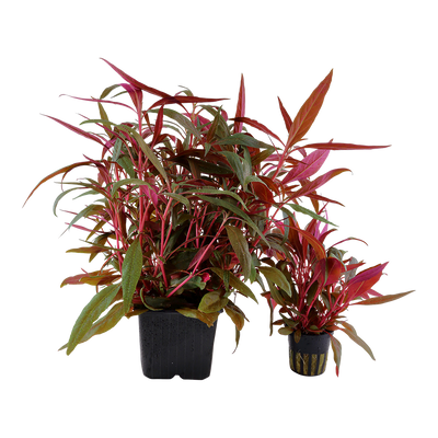 Alternanthera reineckii 'Rosaefolia' ('Pink') XL