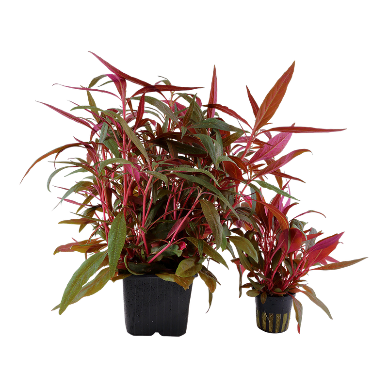 Alternanthera reineckii 'Rosaefolia' ('Pink') XL