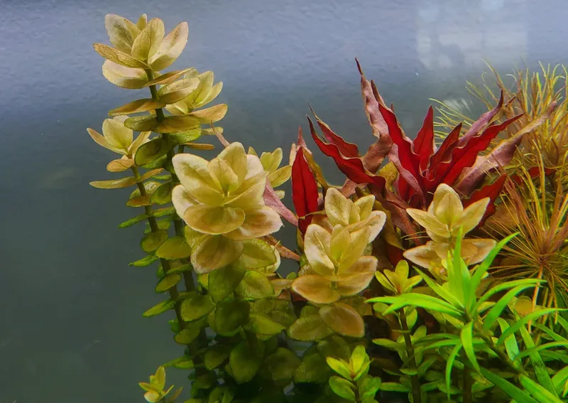 Bacopa caroliniana (etablerad)
