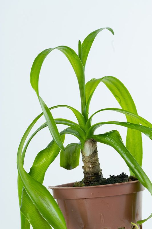 Crinum thaianum
