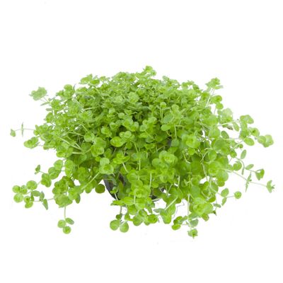 Micranthemum umbrosum