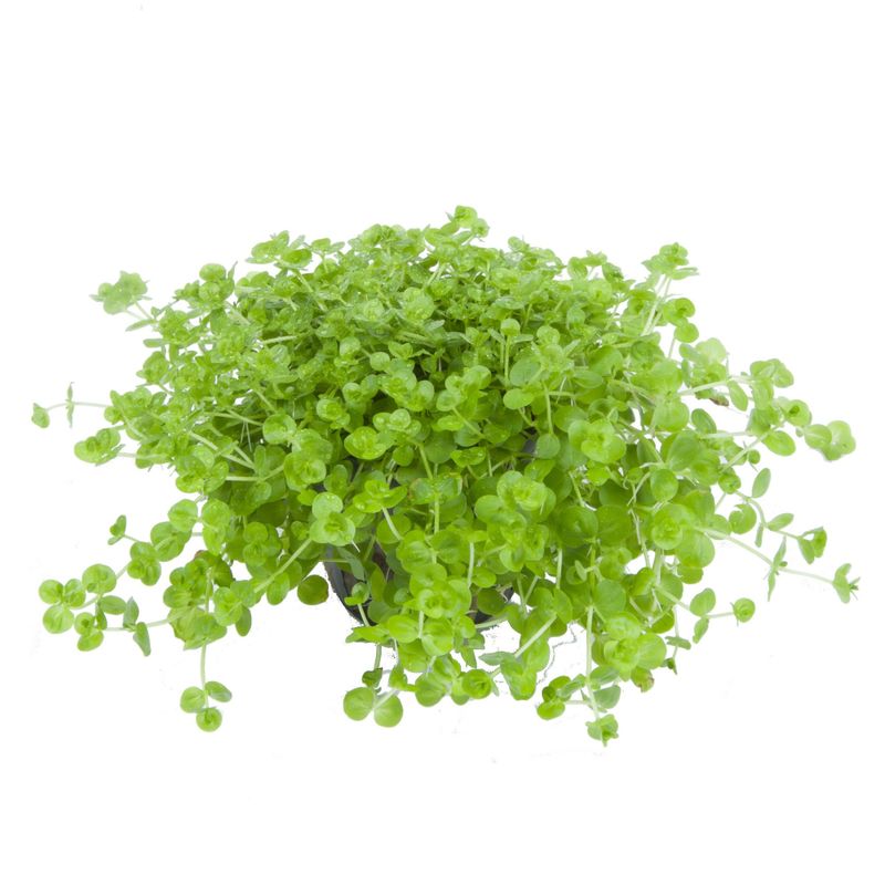 Micranthemum umbrosum