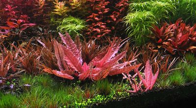 Cryptocoryne Spec. Flamingo (Invitro)