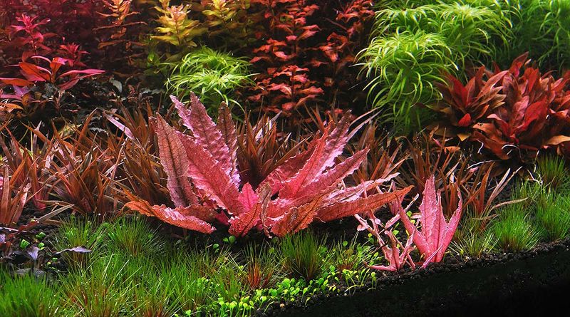 Cryptocoryne Spec. Flamingo (Invitro)