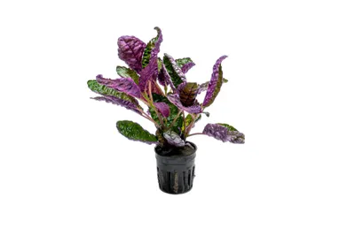 Hemigraphis colorata