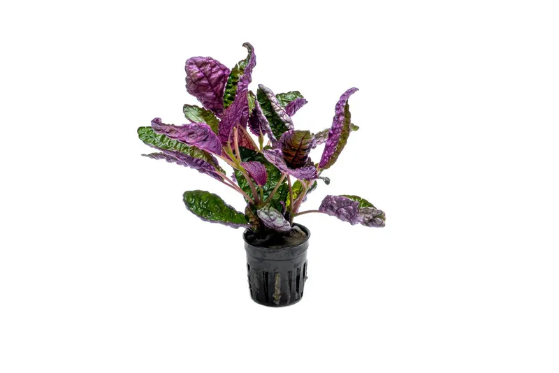 Hemigraphis colorata