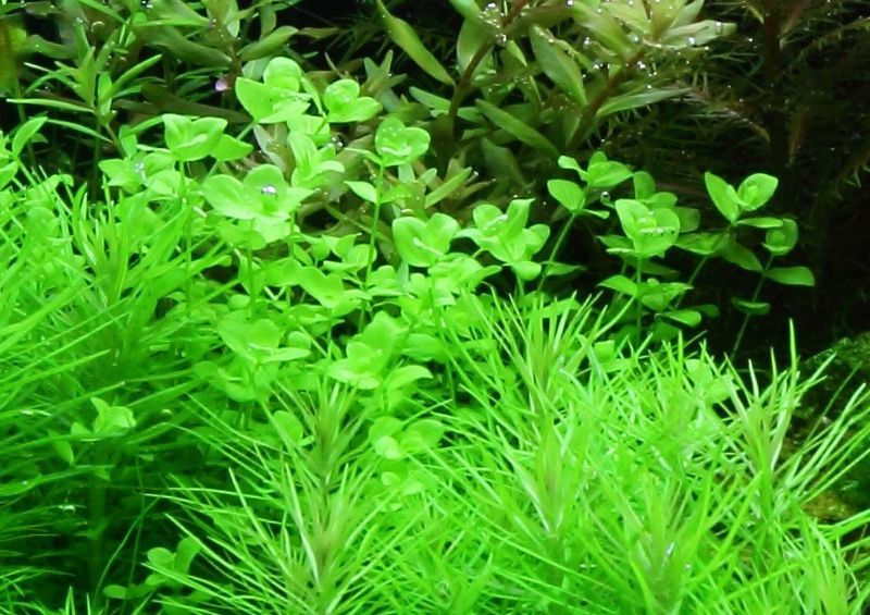 Micranthemum umbrosum