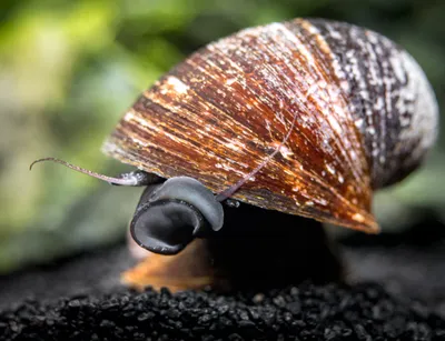 Neritina sp. "Red Lips"