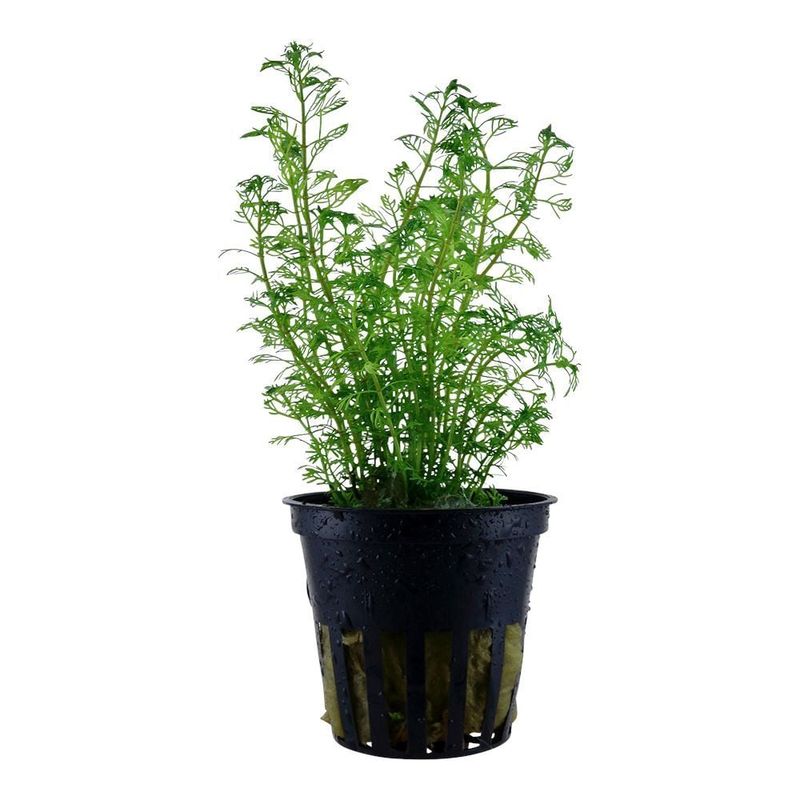 Myriophyllum brasiliensis