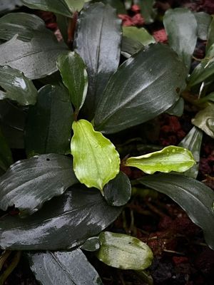 Bucephalandra 'Sokan' - Signature Edition