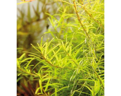 Rotala sp. ´Wayanad´ In-Vitro