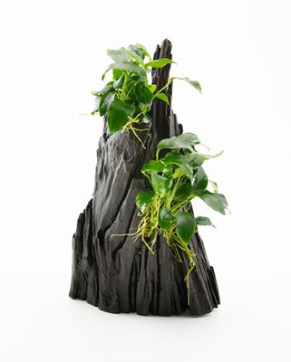 Anubias spp. 'Hills'