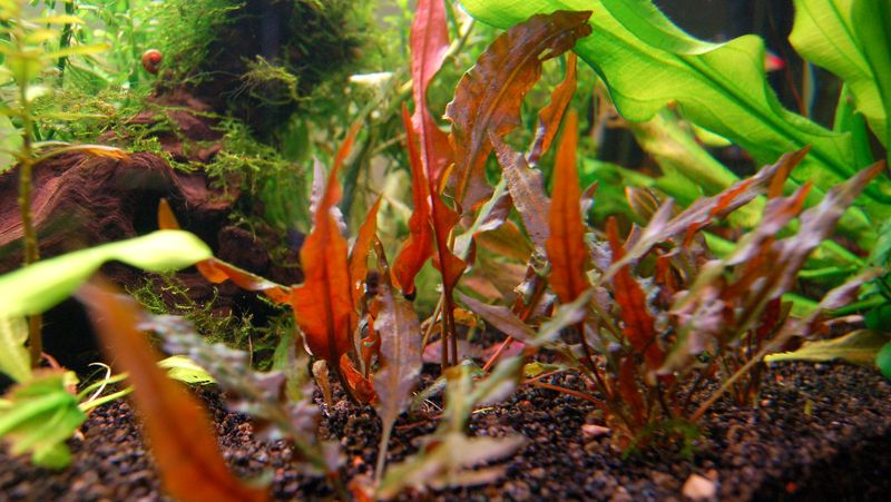 Cryptocoryne wendtii ‘Mi Oya’