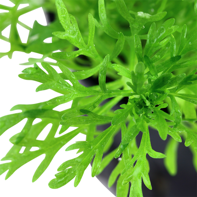 Limnophila aquatica