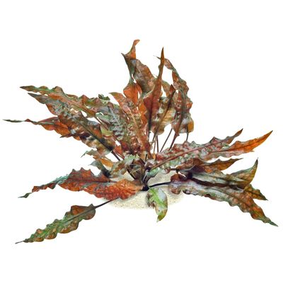 Cryptocoryne wendtii ‘Mi Oya’