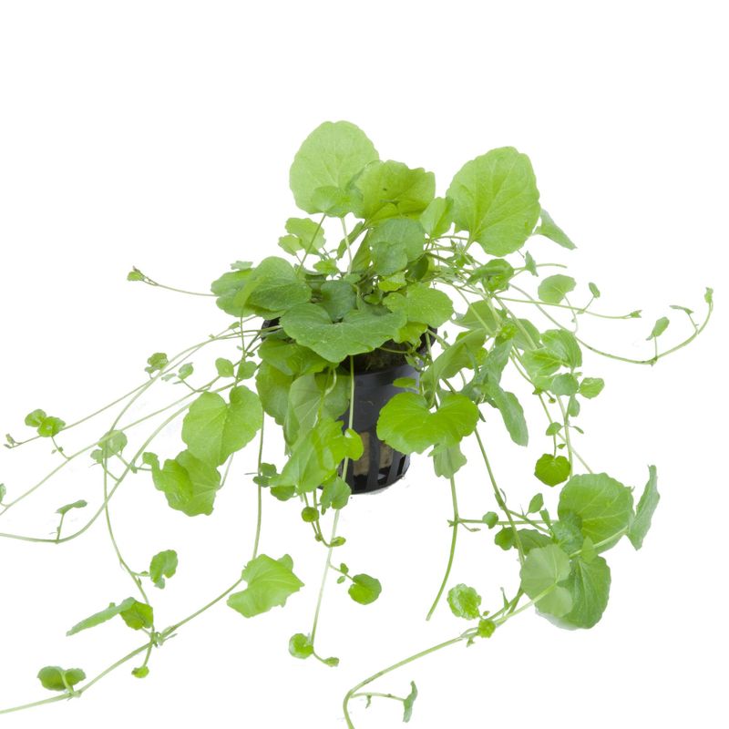 Cardamine lyrata
