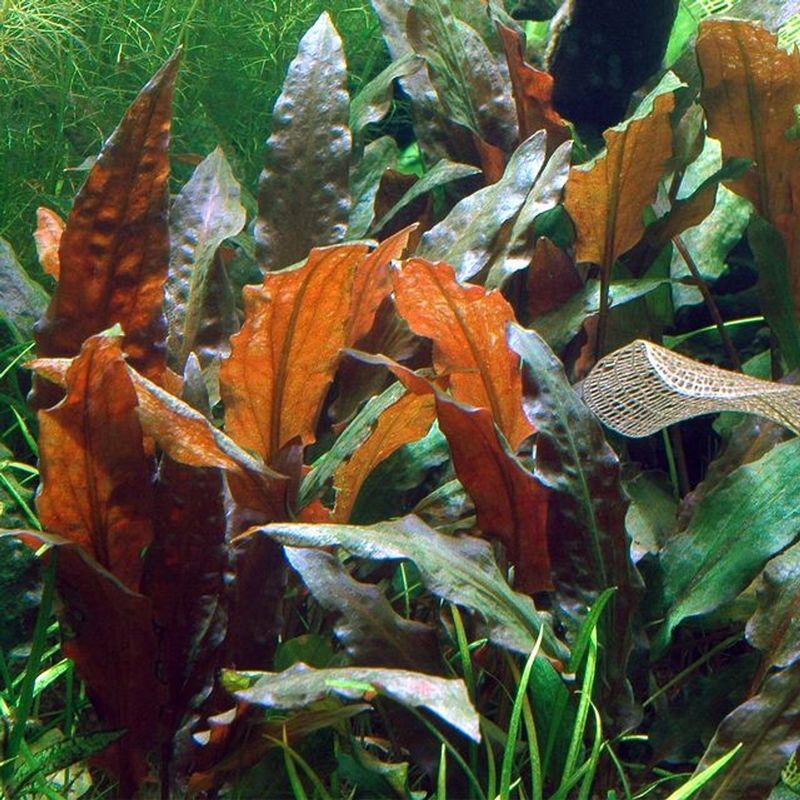 Cryptocoryne affinis