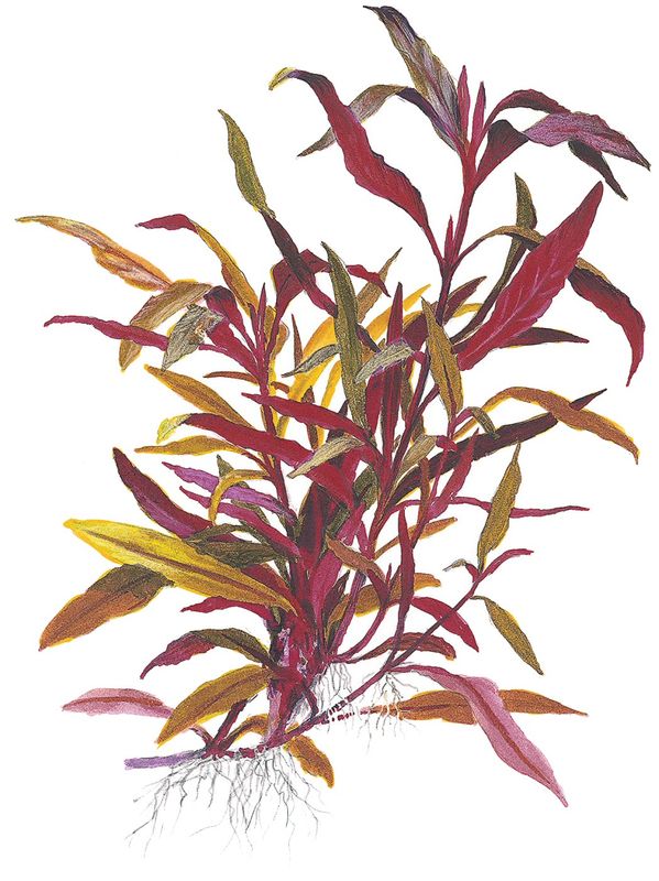 Alternanthera reineckii 'Rosaefolia' ('Pink') XL