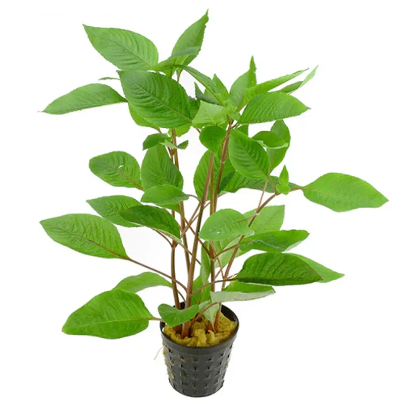 Hygrophila Cherry leaf